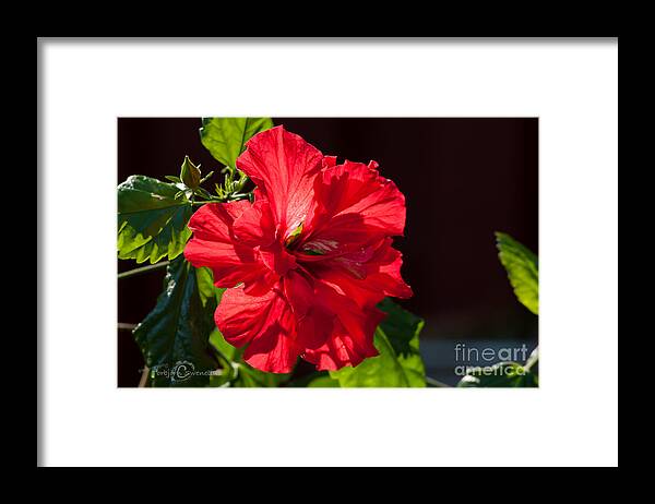 Hibiscus Rosa Seninsis - Pride Of Hankins Framed Print featuring the photograph Hibiscus rosa sinensis - Pride of Hankins Double Fuschia Pink by Torbjorn Swenelius