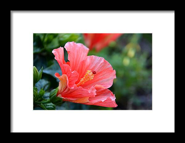 Hibiscus Framed Print featuring the photograph Hibiscus summer by Linda Bailey