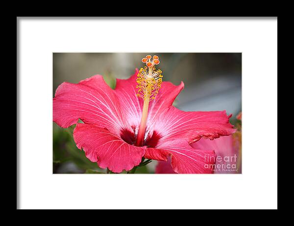 Macro Framed Print featuring the photograph Hibiscus by Todd Blanchard