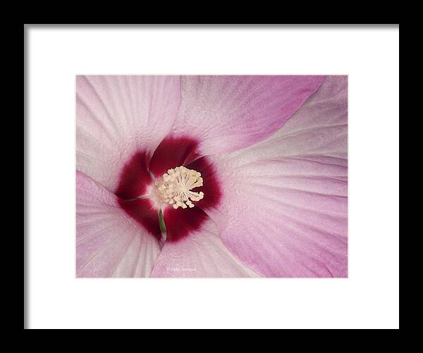 Hibiscus Framed Print featuring the photograph Hibiscus by Vickie Szumigala
