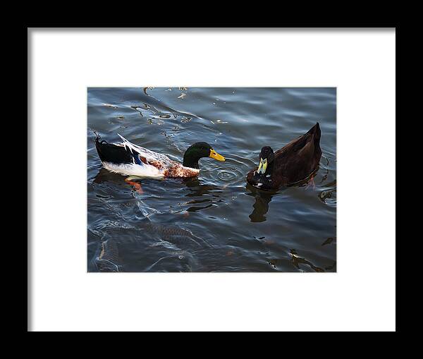 Bird Framed Print featuring the photograph Hibred Ducks swimming in Beech Fork lake by Flees Photos
