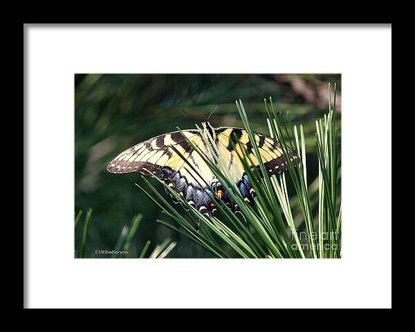Butterfly Framed Print featuring the photograph Hidden in the Trees by Veronica Batterson
