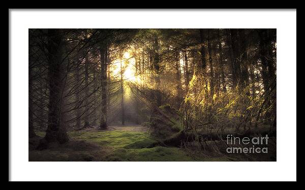 Forest Framed Print featuring the photograph Hidden Path by Kype Hills