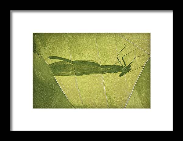 Zygoptera Framed Print featuring the photograph Hide and Seek Dragon..Fly by Tammy Schneider