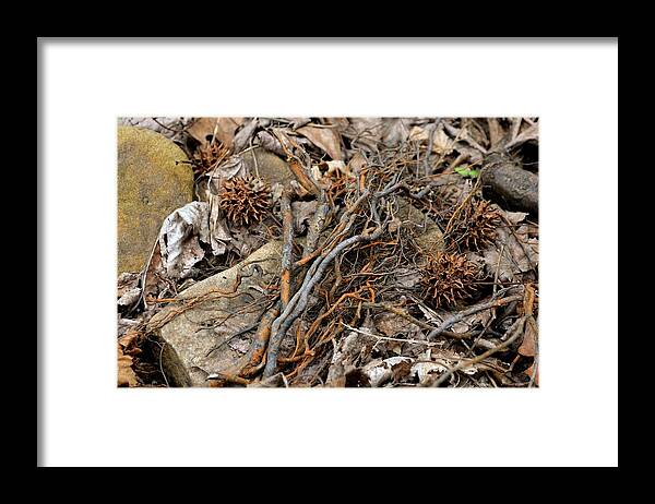 Twigs Framed Print featuring the photograph Hideout Hollow 1 by Laureen Murtha Menzl