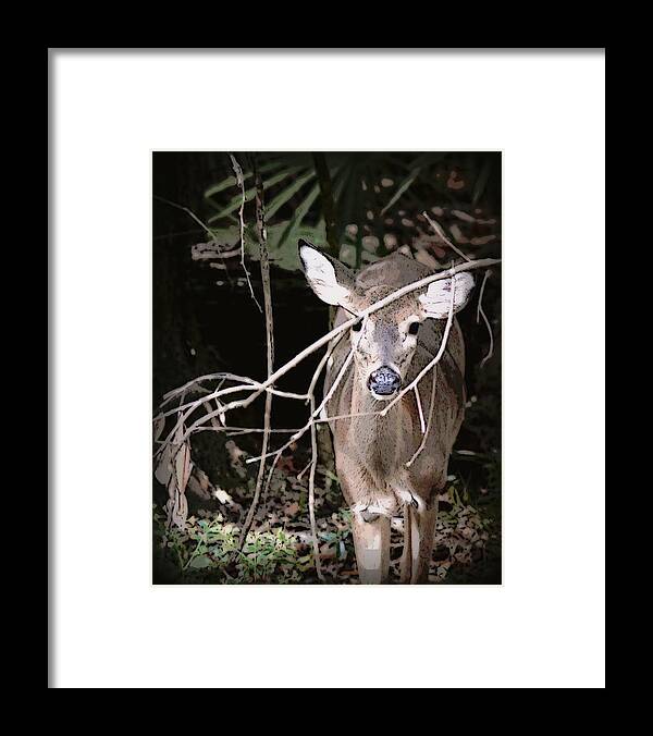 Doe Framed Print featuring the photograph Hiding Doe 1 by Sheri McLeroy