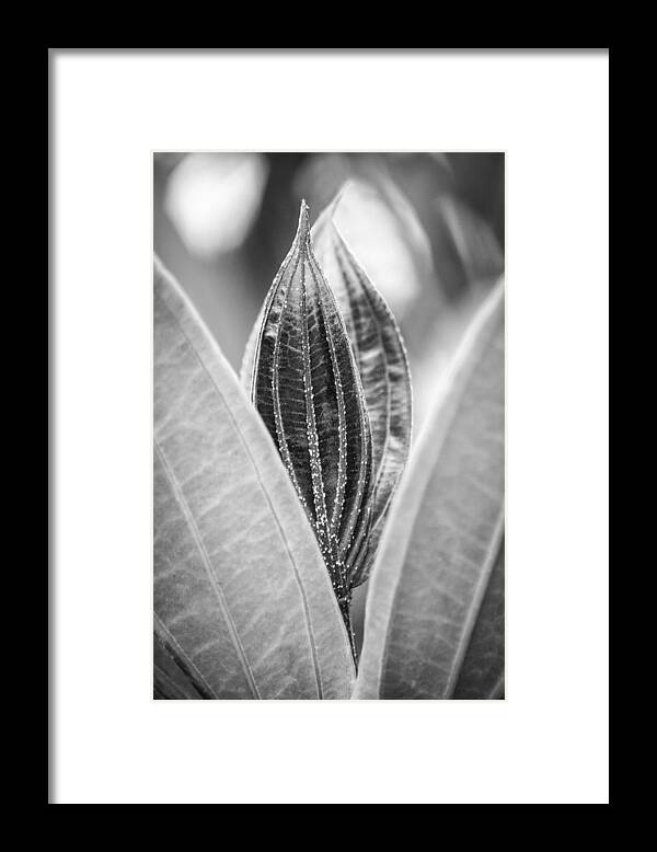 Leaves Framed Print featuring the photograph Hiding In The Green BW by Carolyn Marshall