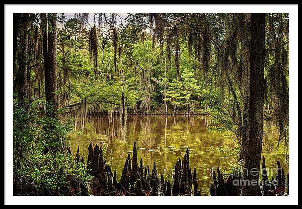 caddo Lake Framed Print featuring the photograph Hiding on Caddo Lake by Tamyra Ayles