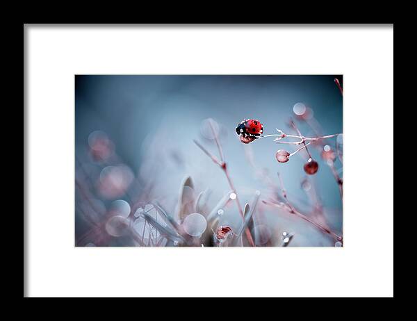 Ladybug Framed Print featuring the photograph High Diving by Fabien Bravin