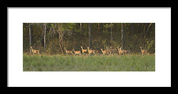 Deer Framed Print featuring the photograph High on Alert by Fotosas Photography