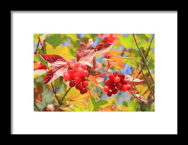Berries Framed Print featuring the photograph Highbush Cranberry in September by Jim Sauchyn