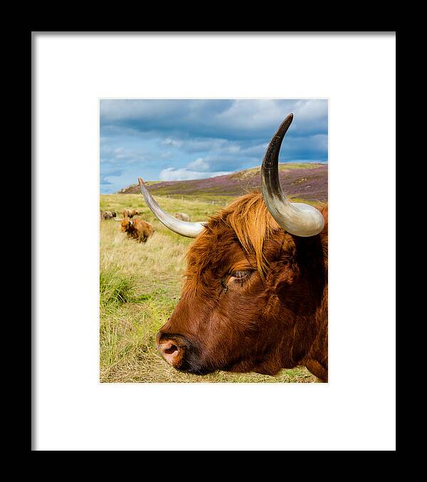 Cow Framed Print featuring the photograph Highland Cattle On Scottish Pasture by Andreas Berthold