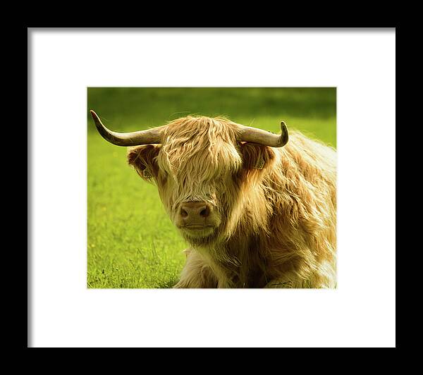 Horned Framed Print featuring the photograph Highland Cow by Adjb.net