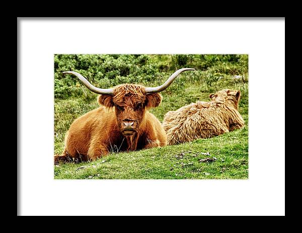 Scotland Framed Print featuring the photograph Highland Cows by Jason Politte