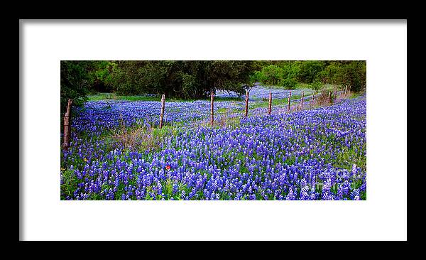 Spring Framed Print featuring the photograph Hill Country Heaven - Texas Bluebonnets wildflowers landscape fence flowers by Jon Holiday