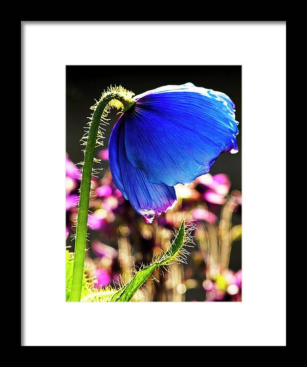 Himalayan Blue Poppy Framed Print featuring the photograph Himalayan Blue Poppy by Ian Gowland