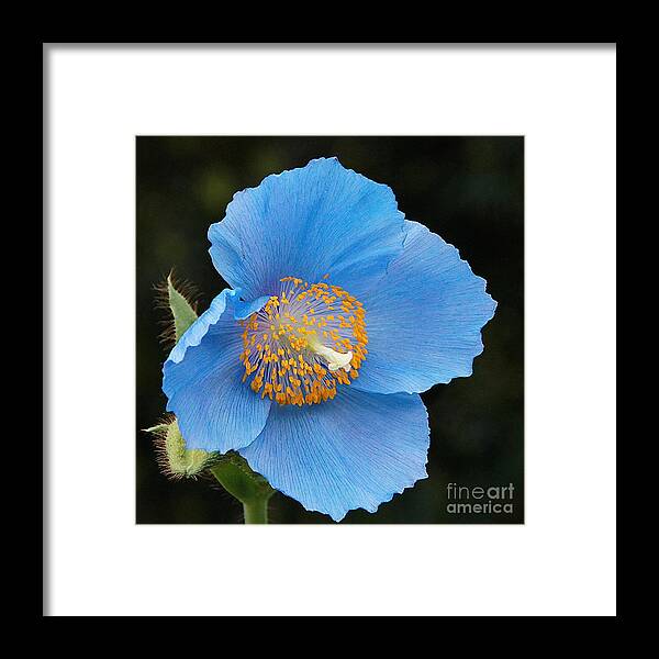 Himalayan Blue Poppy Framed Print featuring the photograph Himalayan Gift -- Meconopsis Poppy by Byron Varvarigos