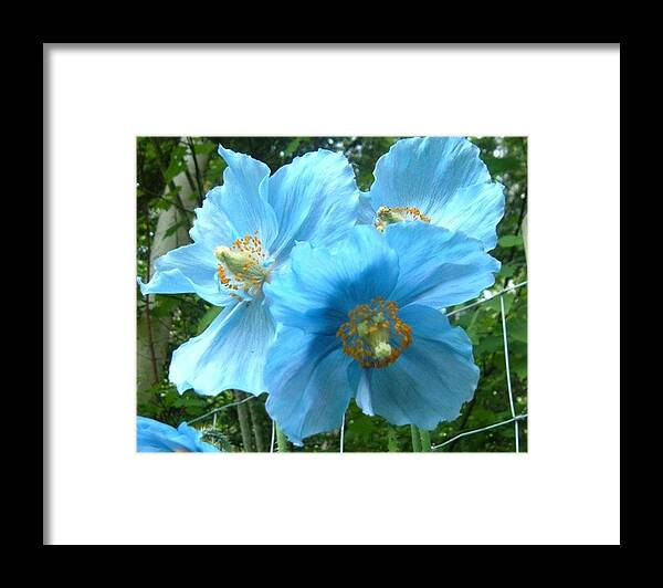 Rare Flower Framed Print featuring the photograph Himalayan Poppy by Sharon Duguay