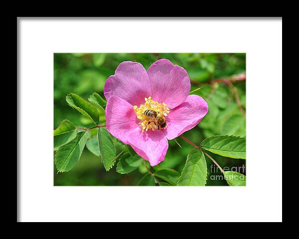 Rose Framed Print featuring the photograph Hip rose bloom with a bee by Martin Capek