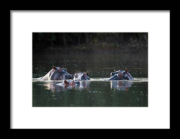 Africa Framed Print featuring the photograph Hippopotamus Pod In A Waterhole by Tony Camacho