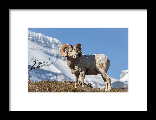 Big Horn Ram Framed Print featuring the photograph His Majesty by Jack Bell
