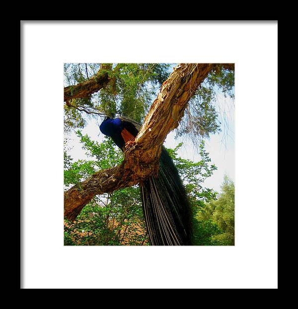 Wildlife Framed Print featuring the photograph His Majesty by Melissa McCrann