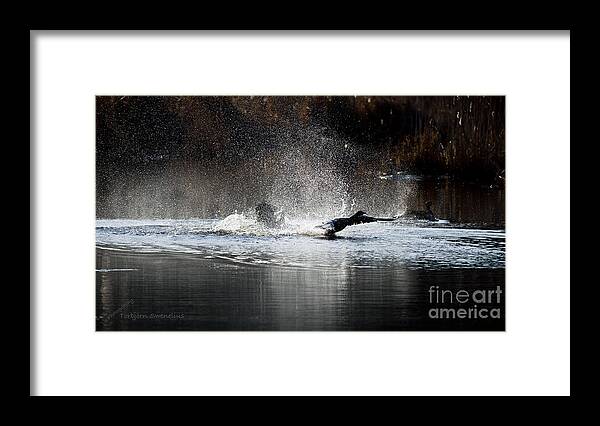 Hit The Road Goose...! Framed Print featuring the photograph Hit the Road Goose by Torbjorn Swenelius