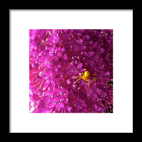 Spider Framed Print featuring the photograph Hitchhiker by Cara Frafjord