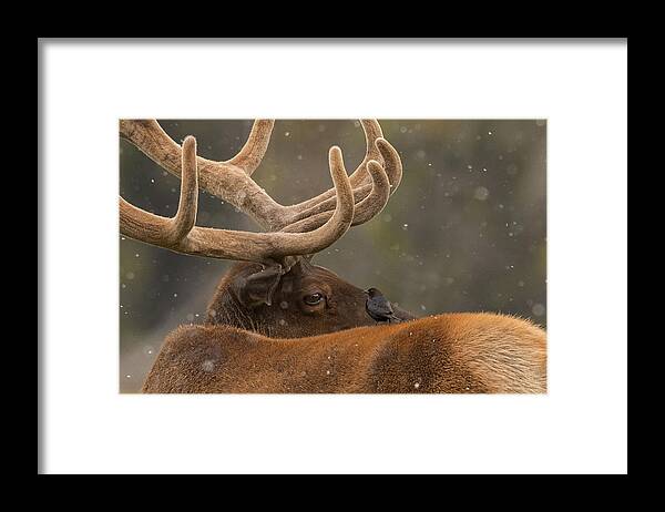 Elk Framed Print featuring the photograph Hitchin' a Ride by Sandy Sisti