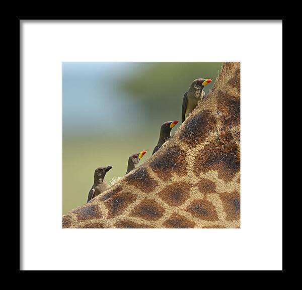 Nature Framed Print featuring the photograph Hitching a Ride by Claudio Bacinello