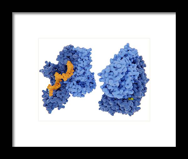 Aids Framed Print featuring the photograph Hiv-1 Reverse Transcriptase, Molecular by Juan Gaertner