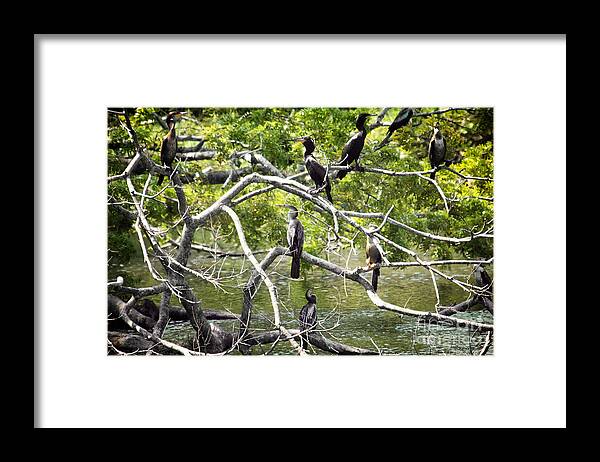 Birds Framed Print featuring the photograph HOA Meeting by Bob Hislop