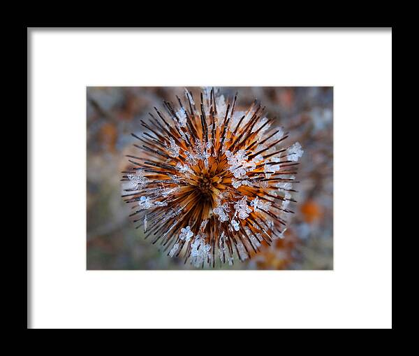Hoar Frost Framed Print featuring the photograph Hoar Frost on Spiked Seed Head by David T Wilkinson