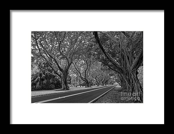 Landscape Framed Print featuring the photograph Hobe Sound Bridge Rd. west II by Larry Nieland