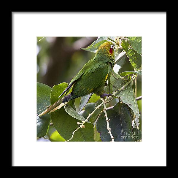 Parrot Framed Print featuring the photograph Hoffman's Conure by Heiko Koehrer-Wagner