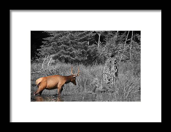 Unique Framed Print featuring the photograph Hoh Elk by Dylan Punke