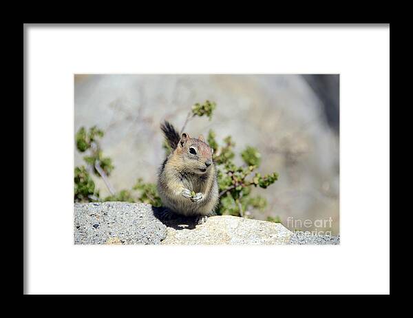 Golden-mantled Ground Squirrel Framed Print featuring the photograph Hold That Pose by Debra Thompson