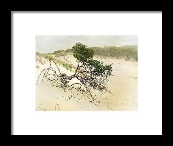 Bush Framed Print featuring the photograph Holding On by Kathi Mirto