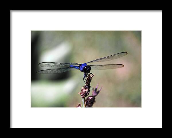 Dragonfly Framed Print featuring the photograph Holding On by Linda Segerson