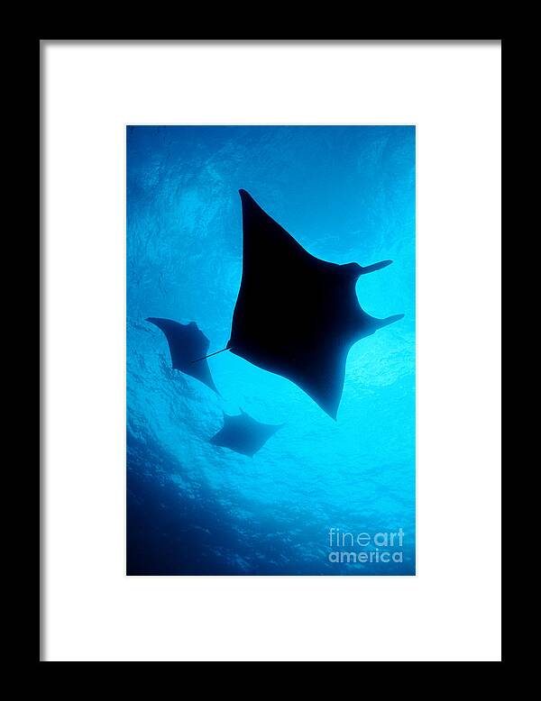 Giant Pacific Manta Ray Framed Print featuring the photograph Holding Pattern by Aaron Whittemore
