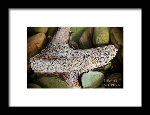 Holey Driftwood Framed Print featuring the photograph Holey Driftwood by Barbara A Griffin