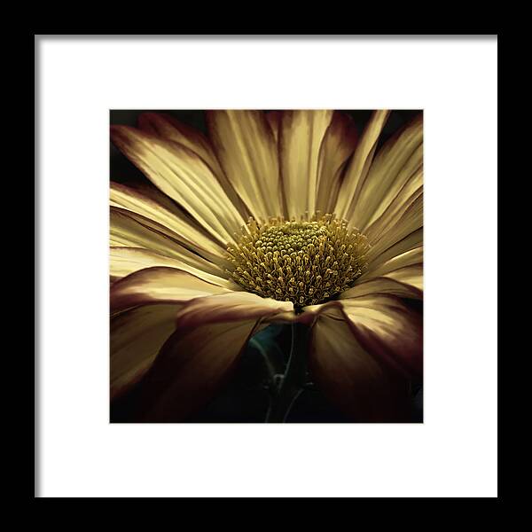 Floral Framed Print featuring the photograph Holiday Glam by Darlene Kwiatkowski