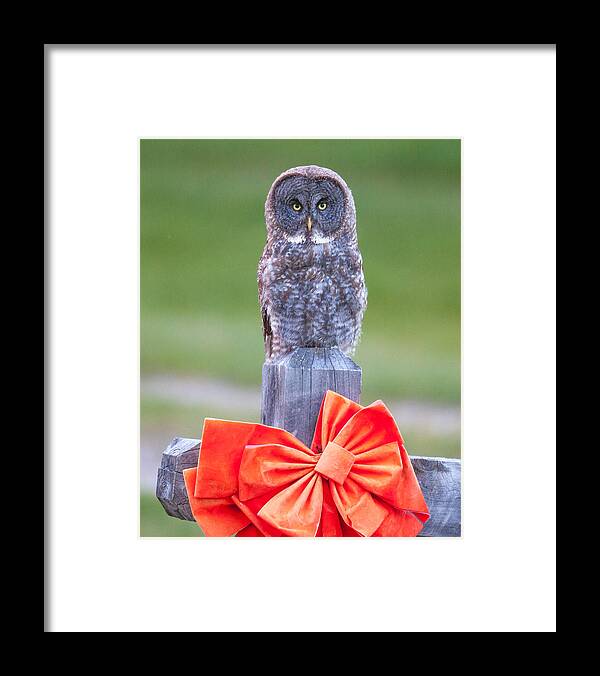 Wildlife Framed Print featuring the photograph Holiday Owl by Kevin Dietrich