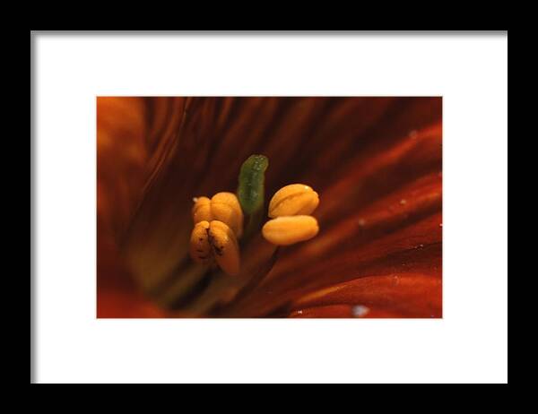 Retro Images Archive Framed Print featuring the photograph Holly Flower by Retro Images Archive