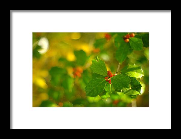 Christmas Card Framed Print featuring the photograph Holly In The Wood by Suzanne Powers