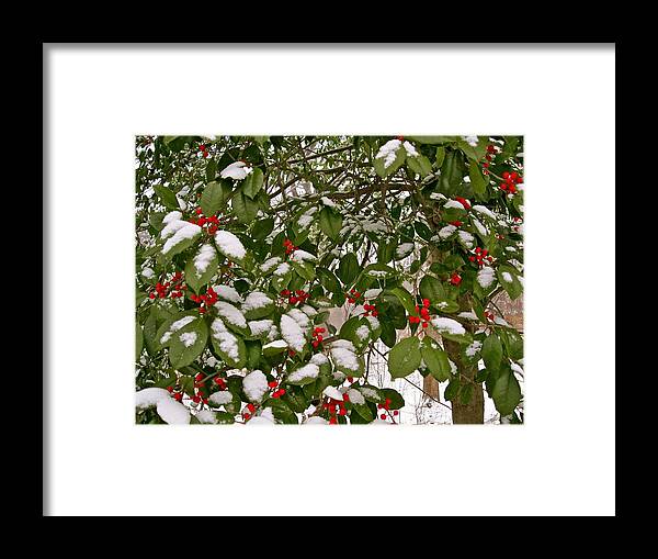 Holly Tree Framed Print featuring the photograph Holly - Winter by Felix Zapata