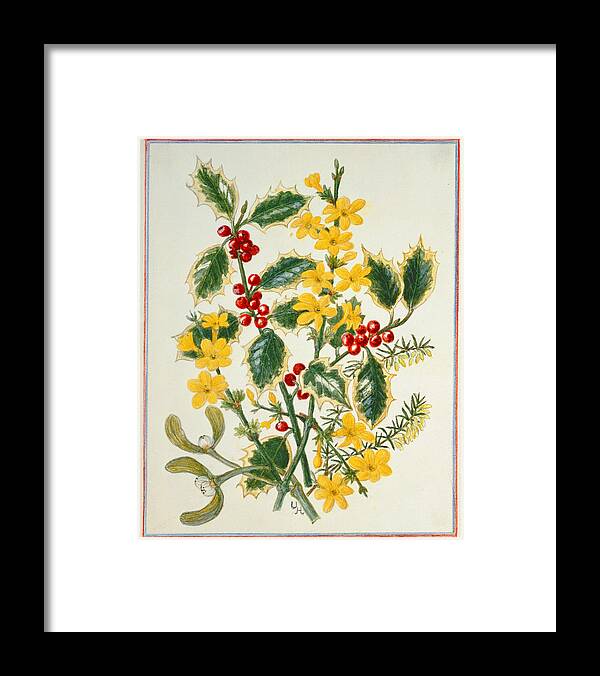 Christmas Framed Print featuring the photograph Holly, Winter Jasmine, Heath And Mistletoe Wc On Paper by Ursula Hodgson