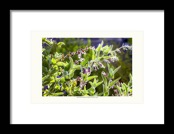 Summer-dry Framed Print featuring the photograph Lepechinia fragrans - Pitcher Sage by Saxon Holt