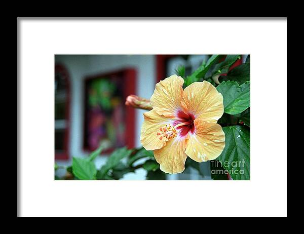 Hibiscus Framed Print featuring the photograph Holualoa Hibiscus by James B Toy