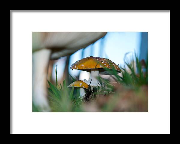 Toadstool Framed Print featuring the photograph Home for a Fairy by Kathy Paynter